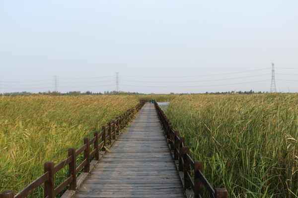 杭州湾湿地公园木板路图片