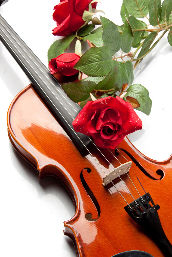 小提琴与水珠玫瑰花图片