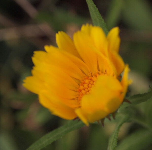 位图植物摄影写实花卉花朵菊花免费素材