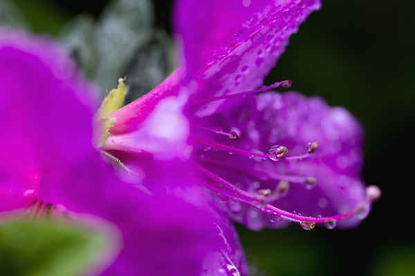 雨后杜鹃花