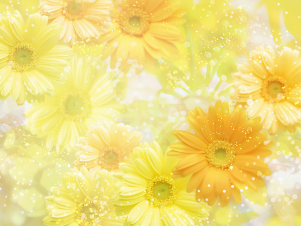 黄色花朵温馨背景