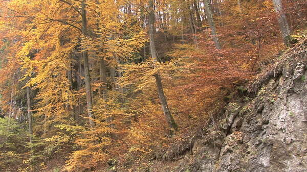 秋天的森林山坡股票视频视频免费下载