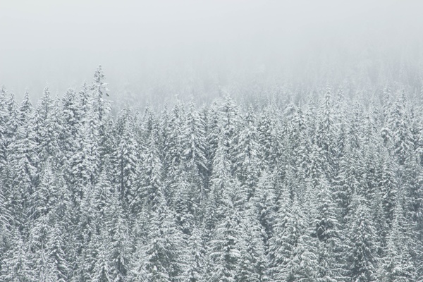冬雪树林