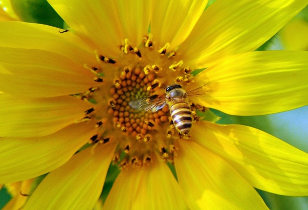 蜜蜂采蜂蜜图片