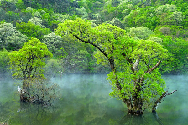 树植物水风景