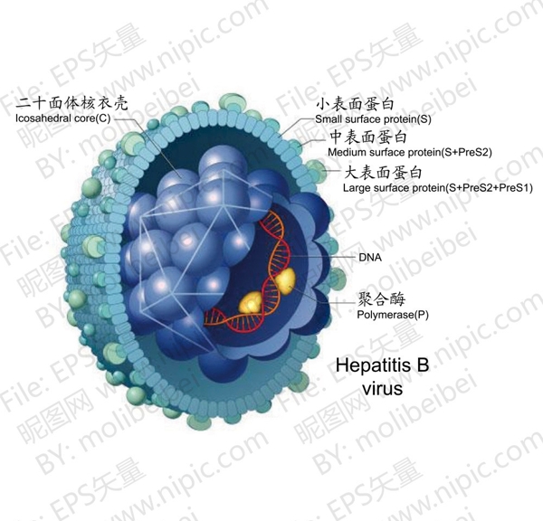 乙肝病毒模型图位图图片