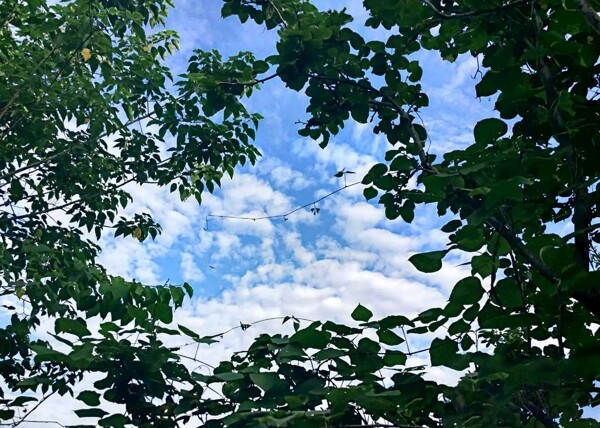 树叶中心的蓝天白云