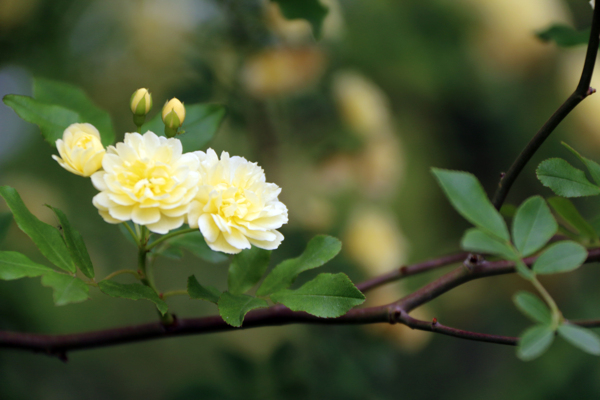 花卉花草