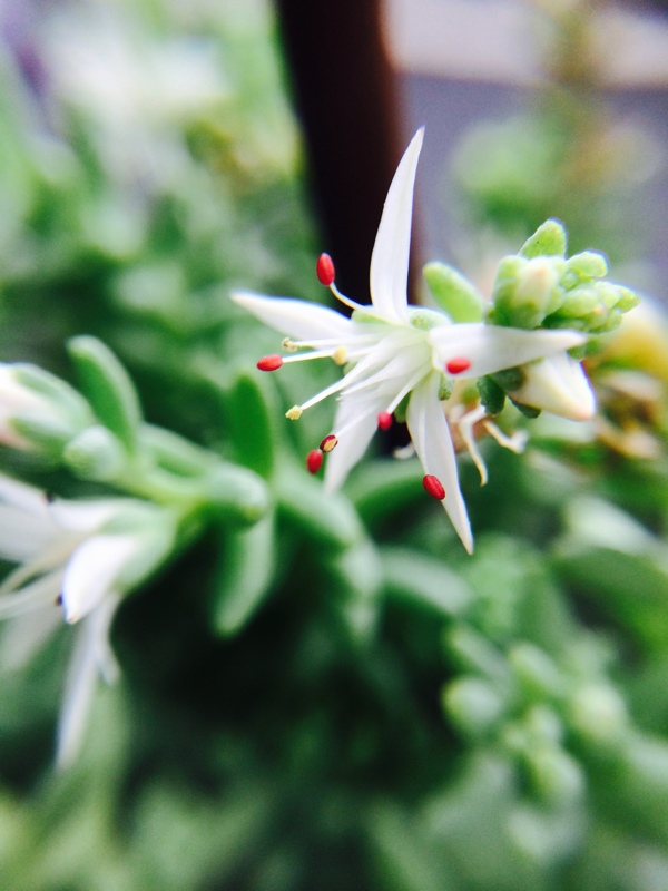 多肉植物开花图片