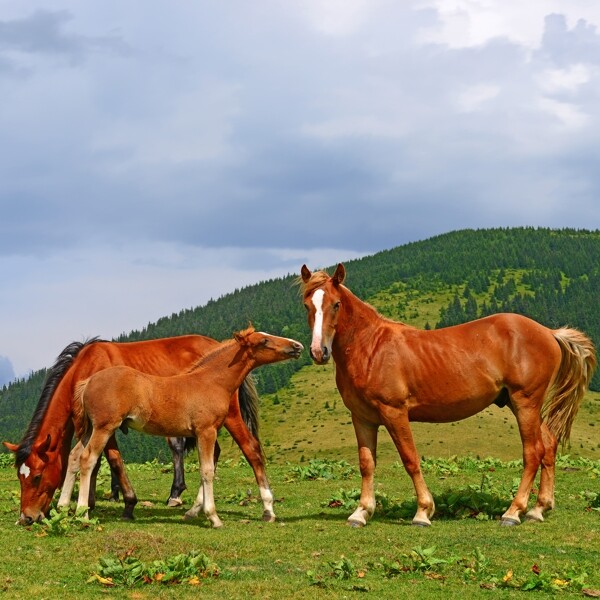 草地上健壮的马匹图片