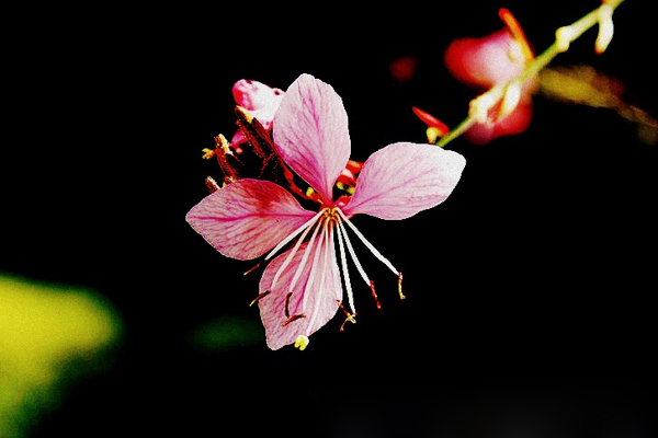 位图植物摄影写实花卉花朵桃花免费素材