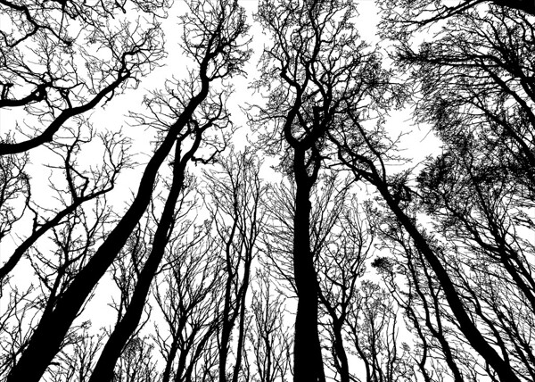 森林树枝
