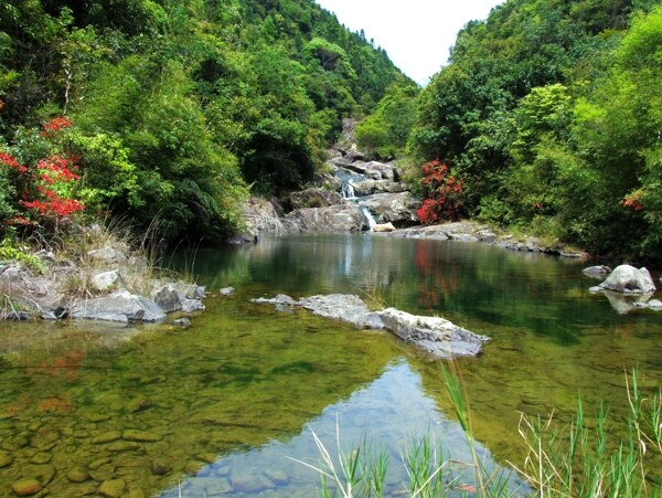 树植物水风景