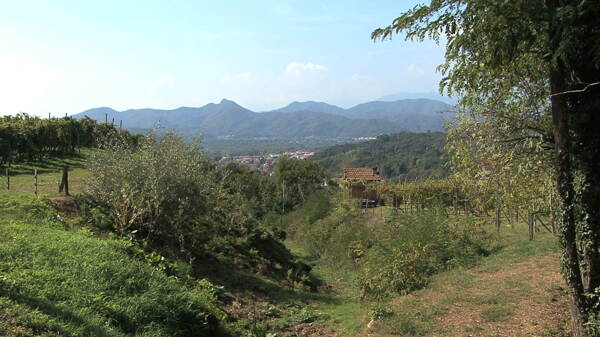 意大利的葡萄园2股票视频山谷风景视频免费下载