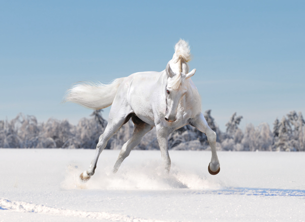 雪里的白色骏马