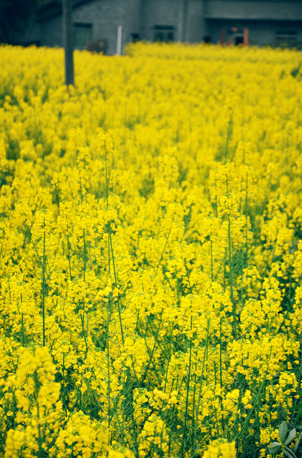 油菜花图片