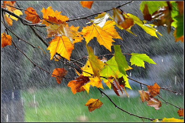 秋雨