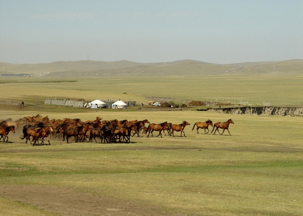 草原马群与蒙古包图片
