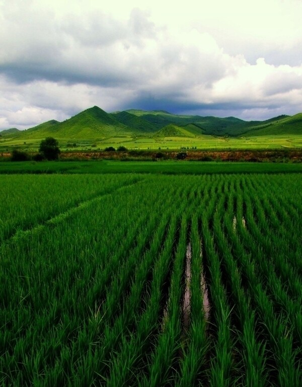 大雨过后的东北稻田图片