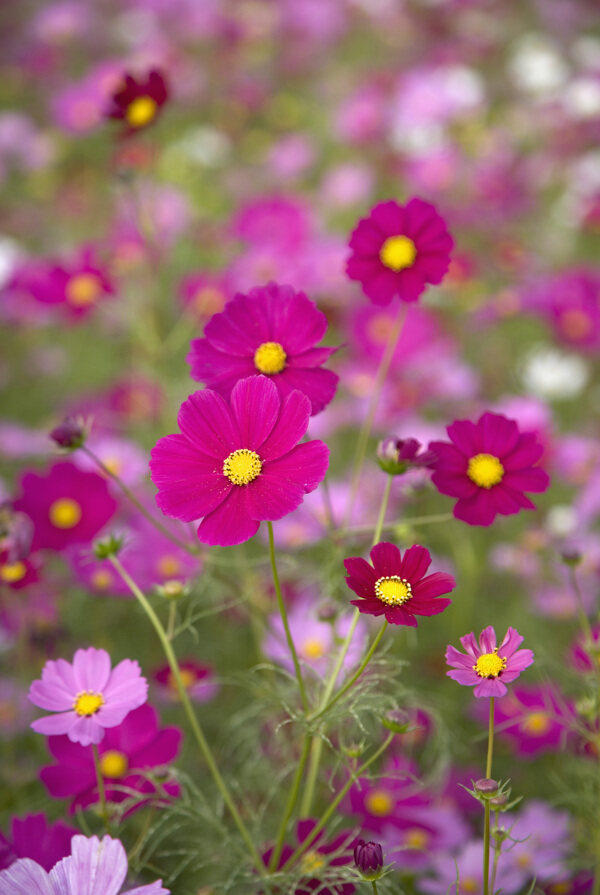 紫色小雏菊花图片图片