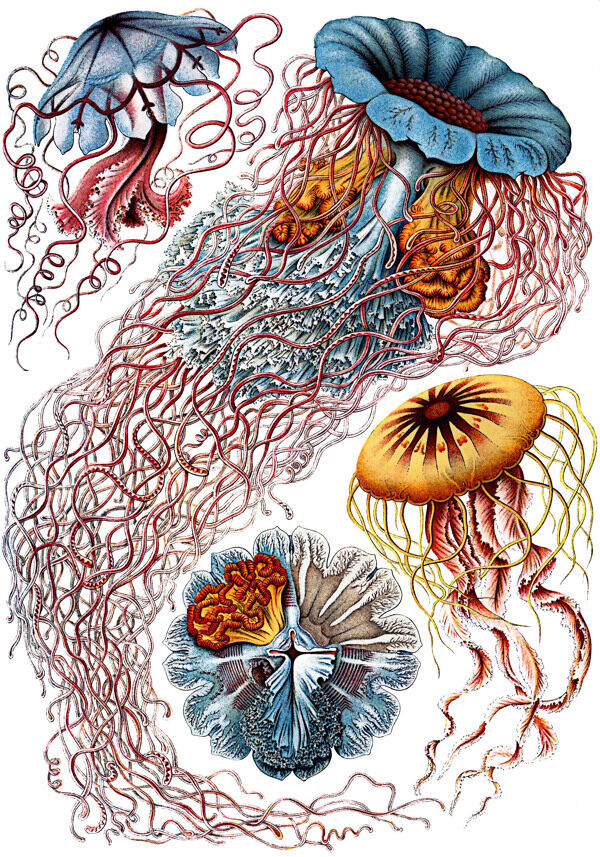 艺术水母