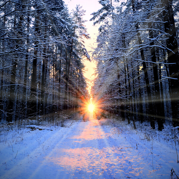 冬季夕阳下的雪地和树林图片