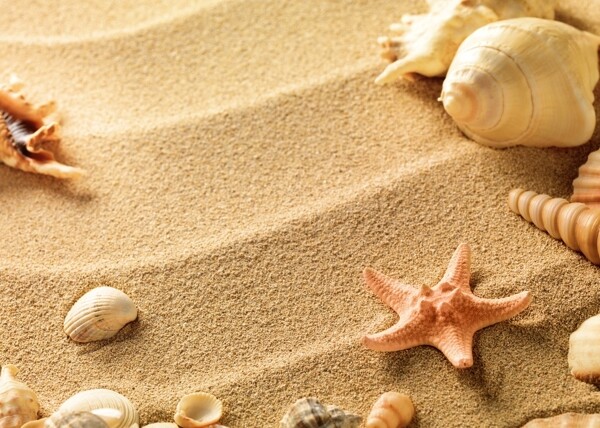沙滩海星贝壳图片