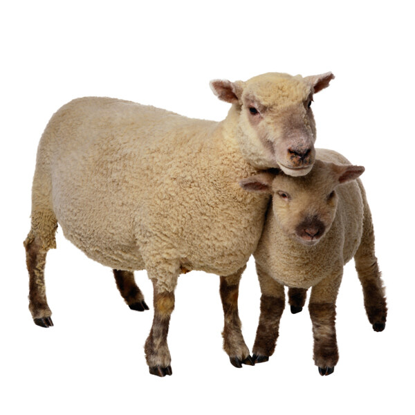 动物绵羊图片