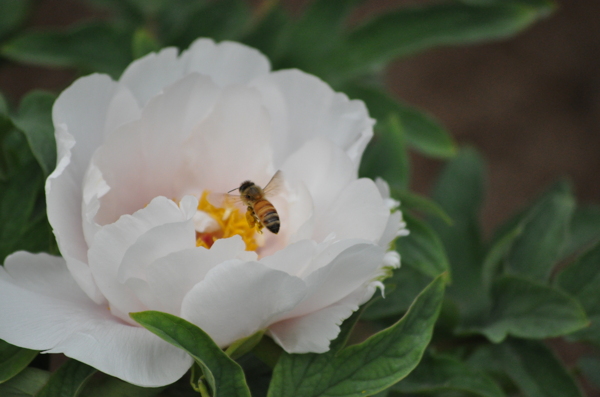 蜜蜂芍药采蜜图片
