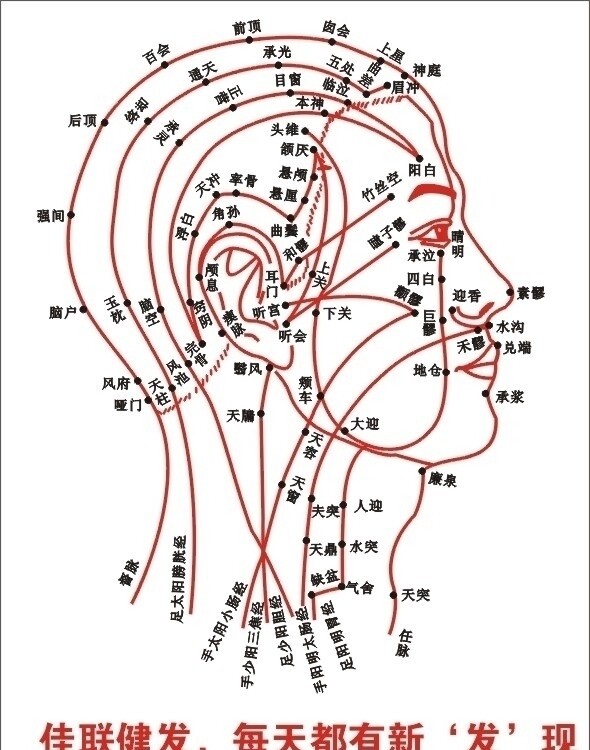 头部穴位图图片