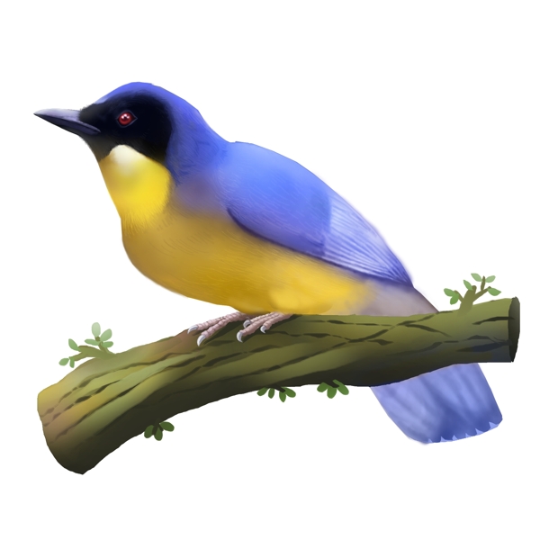 可商用高清手绘珍稀动物棕腹蓝仙鹟雄鸟