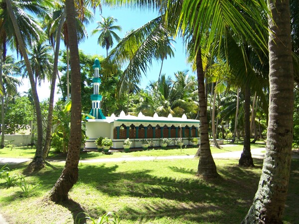 椰林景观图片