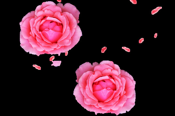水彩粉色花卉透明素材