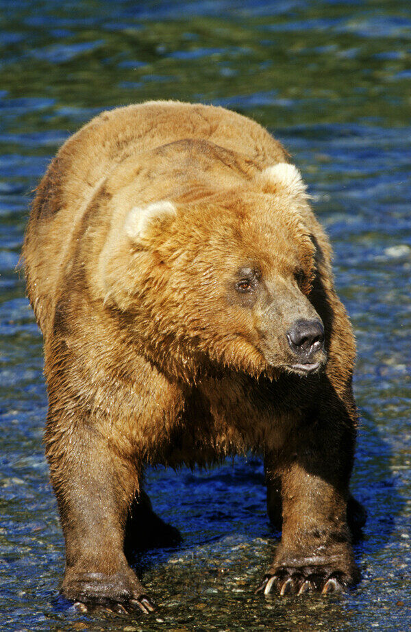 大棕熊摄影