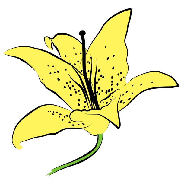 一朵黄色的百合花