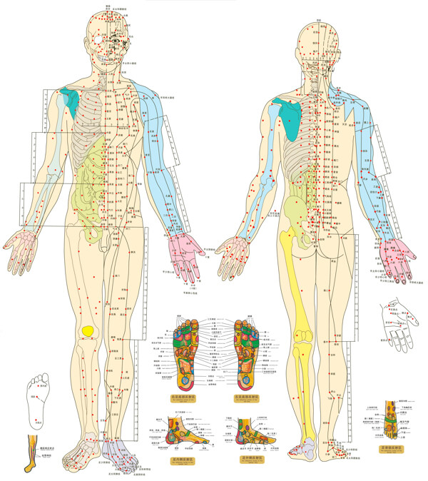 清晰的人体骨骼穴位图