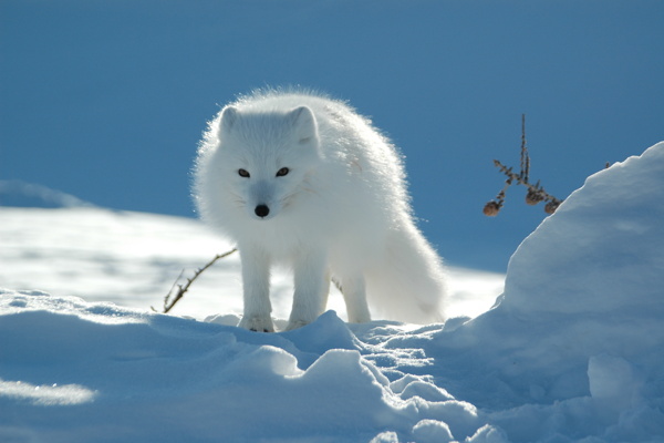 北极狐图片