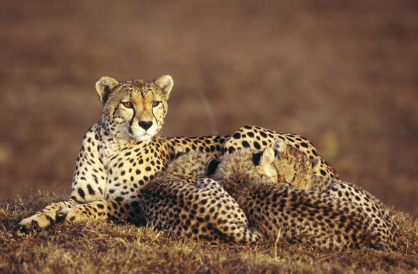 正在休息的母豹和幼崽图片