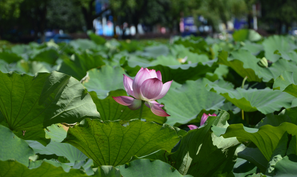 莲花莲叶夏景