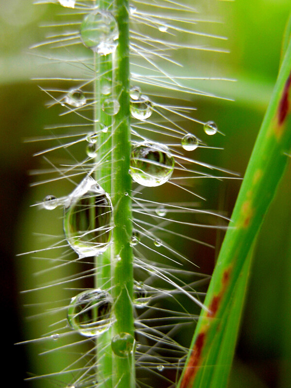 野草上的雨珠图片