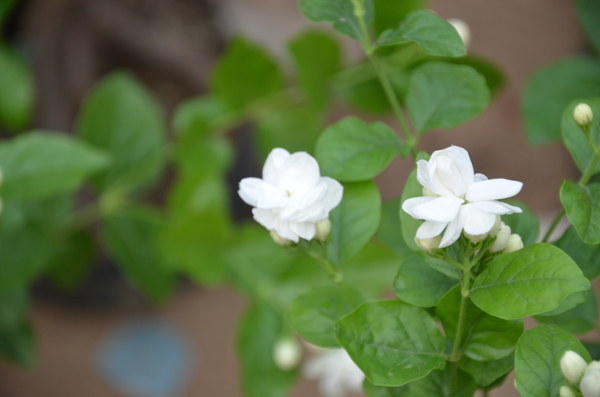 茉莉花图片