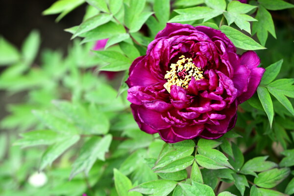 高清紫色牡丹花图片