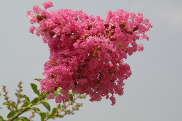 怡花图片