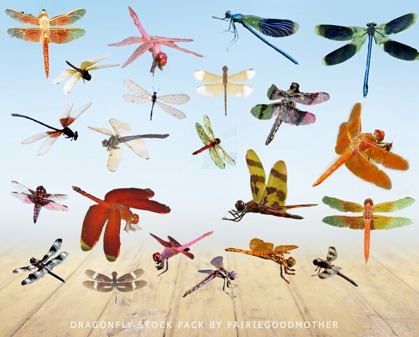 多种姿态的蜻蜓素材