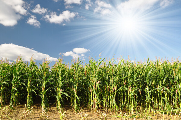 阳光下成熟的玉米田图片