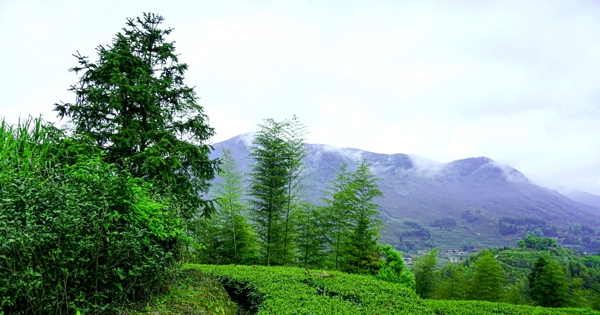 高山下的绿色茶园图图片