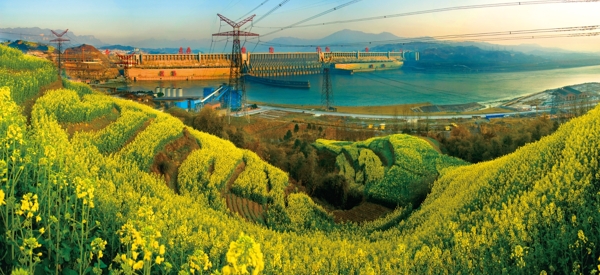 三峡大坝油菜图片