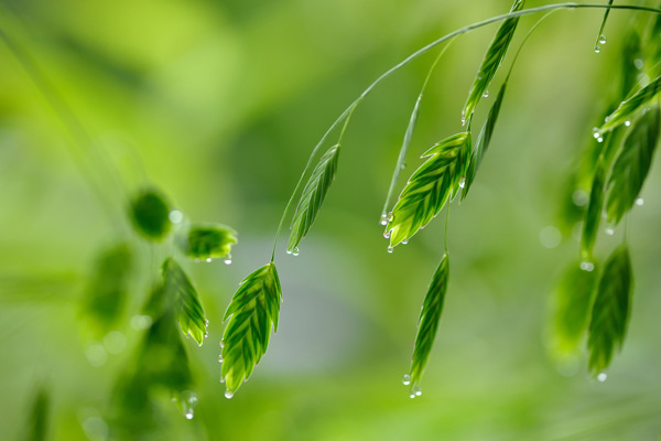 树叶上的雨滴图片