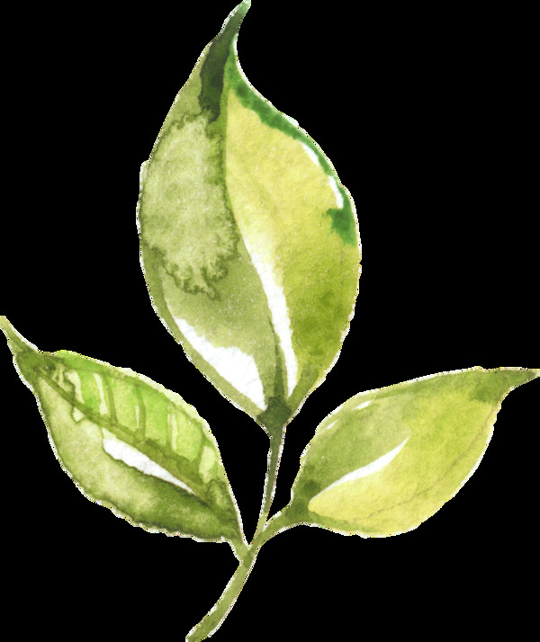 手绘卡通绿茶叶子png透明素材