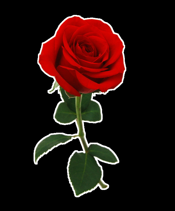 情人节玫瑰花装饰元素素材